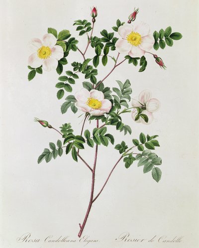 Rosa Candolleana Elegans von Pierre Joseph Redouté